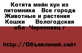 Котята мейн-кун из питомника - Все города Животные и растения » Кошки   . Вологодская обл.,Череповец г.